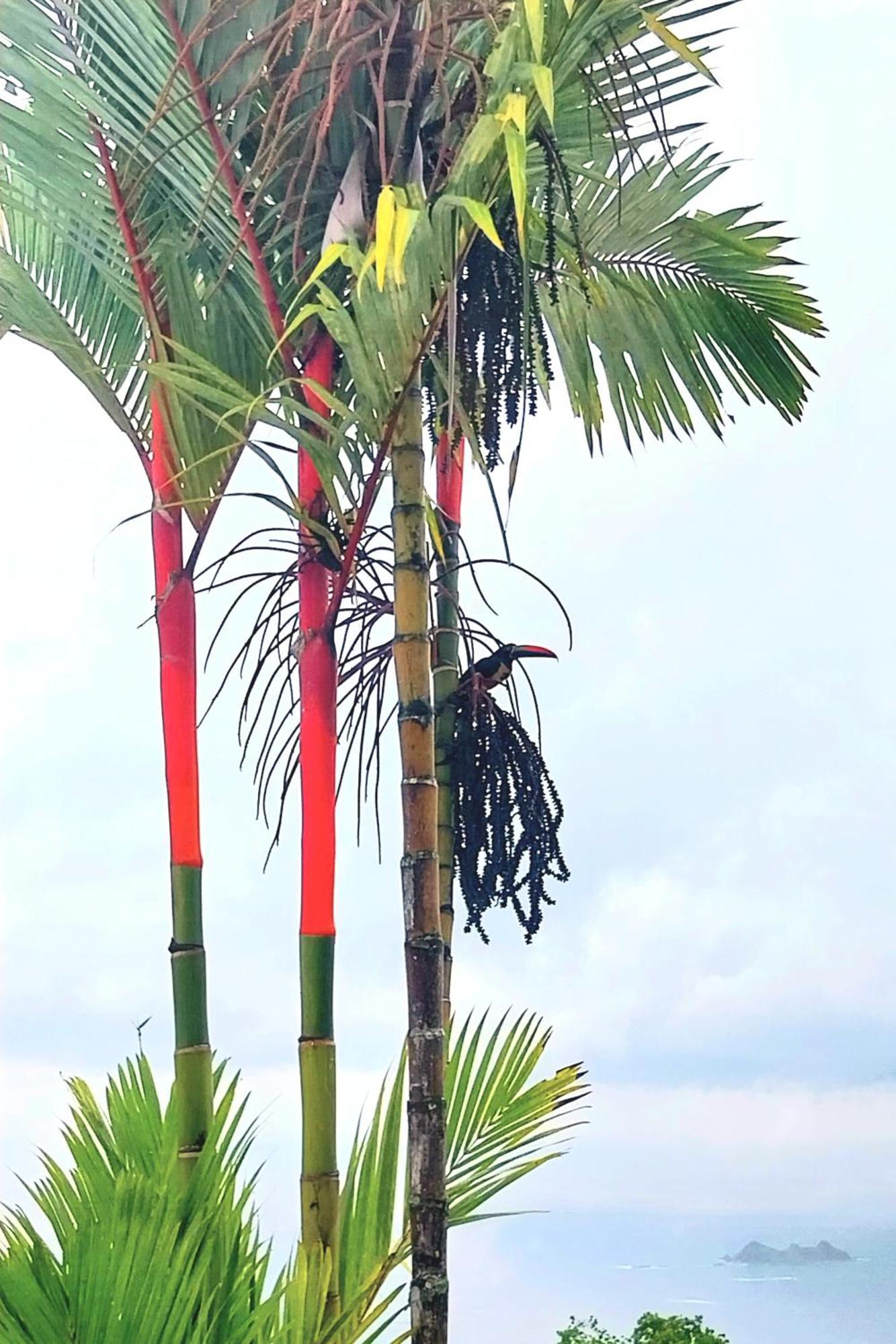 Homestay Flor De Bambu